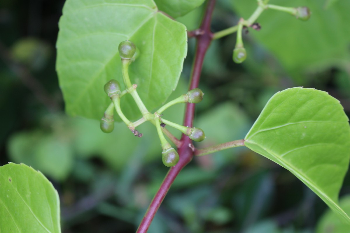 Cissus lonchiphylla Thwaites